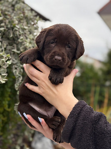 Labradorinnoutaja pennut (6 valokuva sivusta 10)
