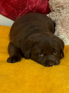 Labradorinnoutaja pennut (2 valokuva sivusta 3)