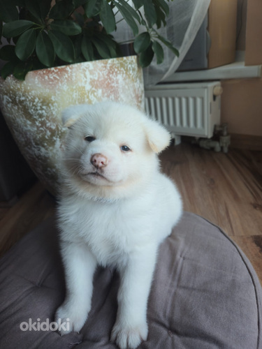 Brīnišķigi kucēni