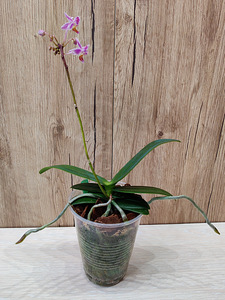 Orhidee Phalaenopsis equestris (3 huult) (3 foto / 3)