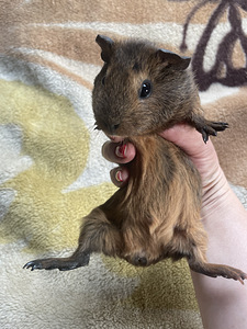 Морская свинка (3 фото из 9)