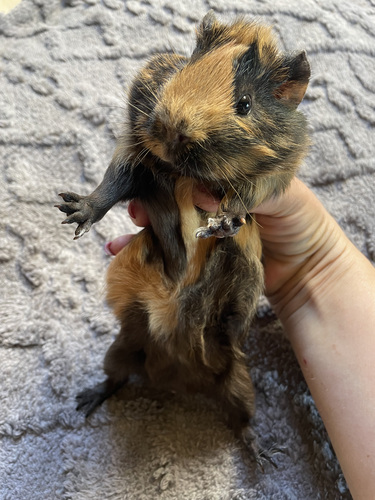 Merisiga