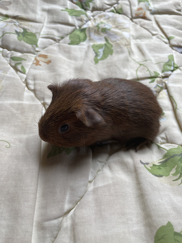Merisiga