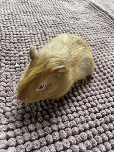 Merisiga