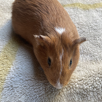 Merisiga