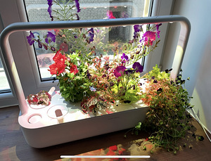 Click & Grow Smart Garden 9 (3 foto / 7)