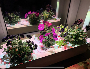 Click & Grow Smart Garden 9 (4 foto / 7)