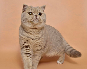 Британский котенок (3 фото из 5)