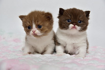 British kittens