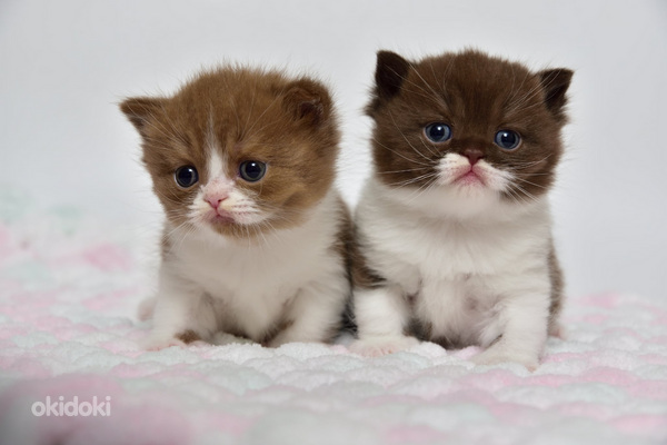 British kittens