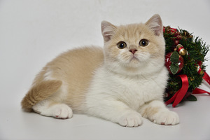 Британские котята (5 фото из 5)