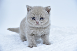British kittens (1 valokuva sivusta 3)