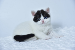 British kittens (2 valokuva sivusta 3)