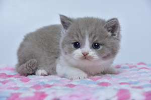 British kittens (1 valokuva sivusta 7)