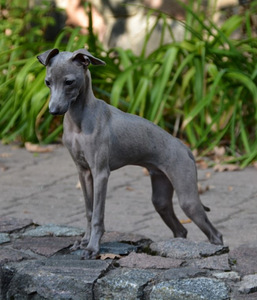 Levrete / Italian Sigthound puppy