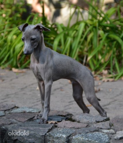 Levrete / Italian Sigthound puppy (foto #1)