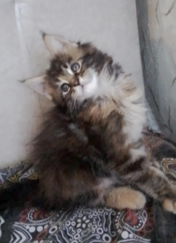 Maine Coon