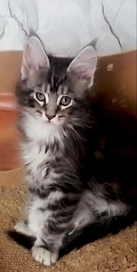 Maine Coon (1 foto / 1)
