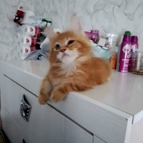 Maine Coon