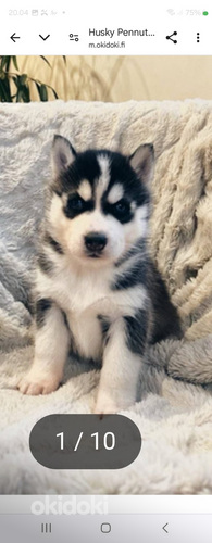 Etsinnässä siperianhusky hyvään kotiin