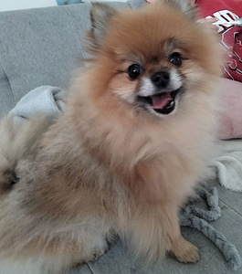 Etsin Pommi urosta (1 valokuva sivusta 1)