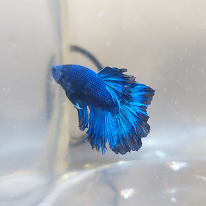 Сиамская бойцовая рыбка (Betta splendens) (1 фото из 4)