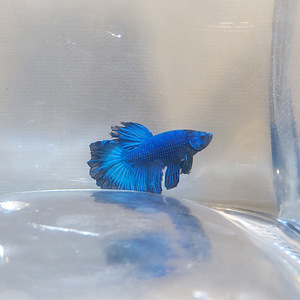 Сиамская бойцовая рыбка (Betta splendens) (2 фото из 4)
