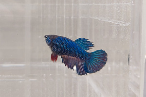Siamese fighting fish (Betta splendens) - females (5 foto / 6)