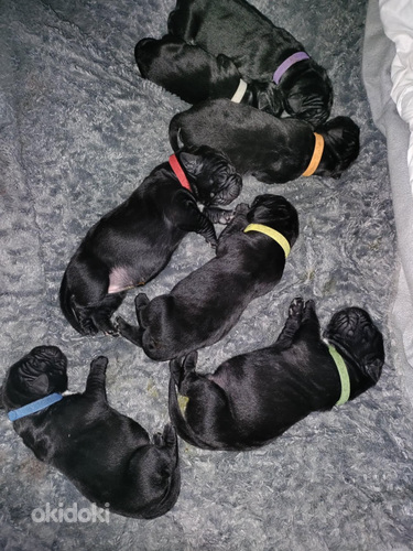 Cane corso pentuja (8 sivusta 10)