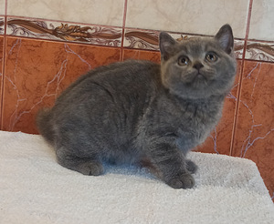 Британские котята (3 фото из 5)
