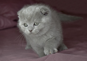 Lilla scottish fold poiss (3 foto / 5)
