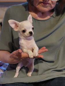 Chihuahua kutsikas. (1 foto / 3)