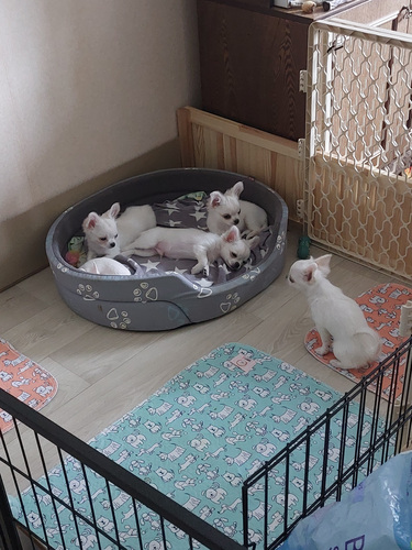 Chihuahua kutsikad.