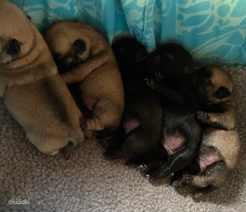 Mopsi kutsikad Maardu, Harjumaa Loomad, Koerad osta ja müü okidoki