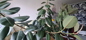 Фикус (3 фото из 3)