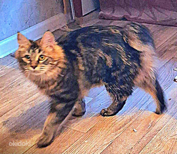 Myydään kissa Freyda Magic Dream KBL n22.