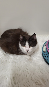 Söpöjä ystävällisiä kissanpentuja (1 valokuva sivusta 8)