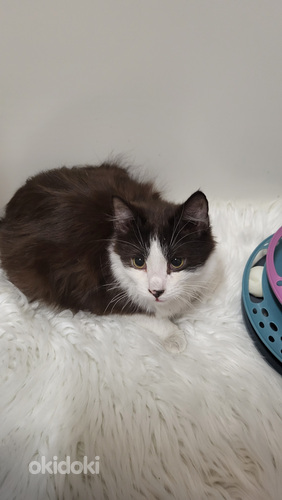 Söpöjä ystävällisiä kissanpentuja