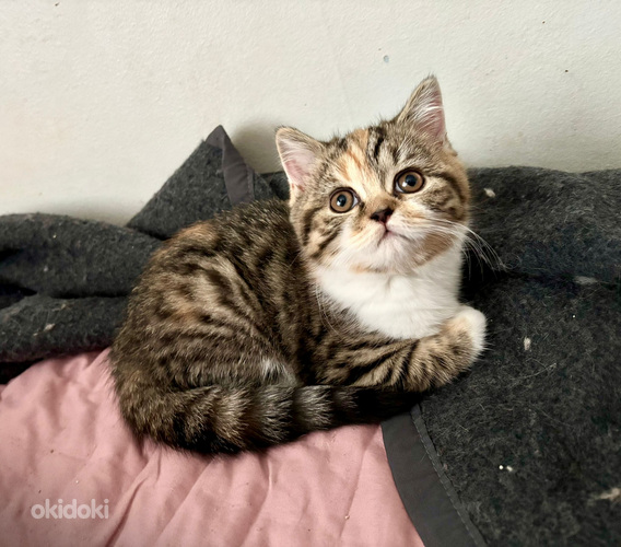 Scottish straight kissanpennut