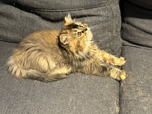 Scottish straight tyttöpentu (1 valokuva sivusta 2)