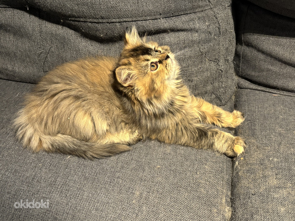 Scottish straight tyttöpentu