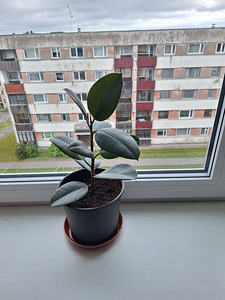 Kummipuu (Ficus elastica) (3 foto / 3)