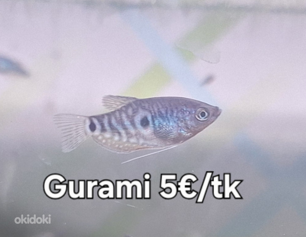 Gurami