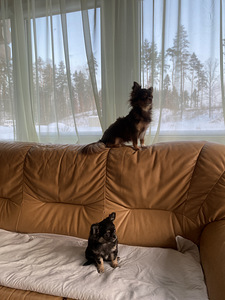 Продаётся очаровательная девочка ЧИХУАХУА 2,5 месяца (8 фото из 8)