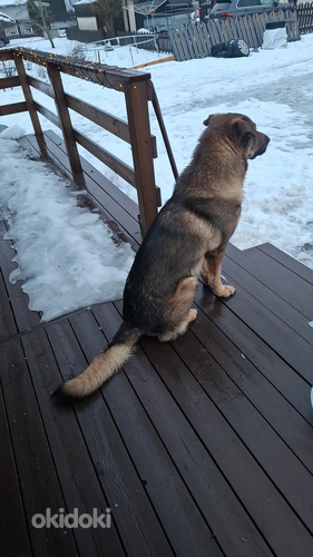 Kaukaisijanpaimen/tanskandoggi/saksanpaimen (5 sivusta 6)