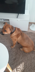 Myydään koira (3 valokuva sivusta 4)