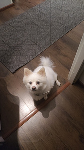 Saksanpystykorva (pomeranian) narttu etsii urosta astutuksee (1 valokuva sivusta 1)