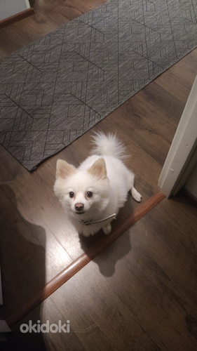 Saksanpystykorva (pomeranian) narttu etsii urosta astutuksee