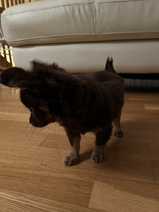 Chihuahua (2 valokuva sivusta 4)