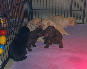 Labradorinnoutajan pentuja (1 valokuva sivusta 1)